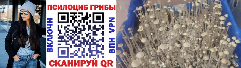Галлюциногенные грибы Psilocybe  Хабаровск 